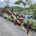 Javor mliečny (Acer platanoides) ´CRIMSON SENTRY´ - výška 300-350 cm, obvod kmeňa 6/8 cm, kont. C18L 